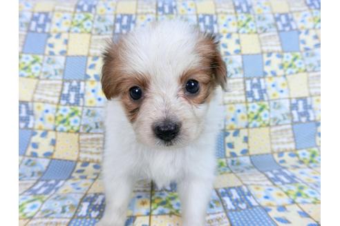 成約済の千葉県のパピヨン-82851の10枚目