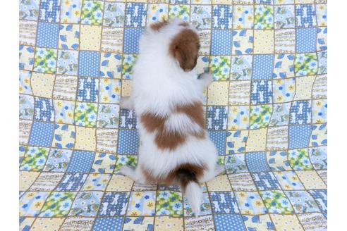 成約済の千葉県のパピヨン-82851の9枚目