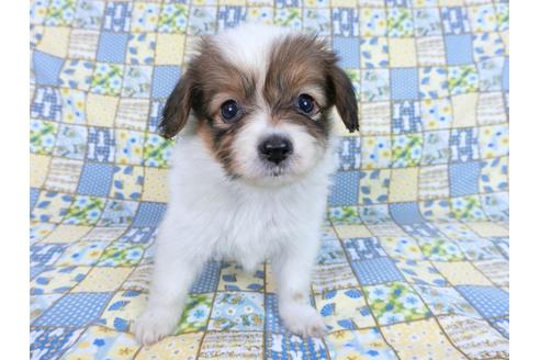 成約済の千葉県のパピヨン-82854の1枚目