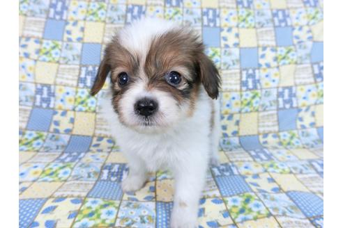 成約済の千葉県のパピヨン-82854の4枚目