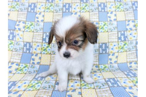 成約済の千葉県のパピヨン-82854の3枚目