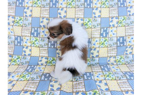 成約済の千葉県のパピヨン-82854の2枚目