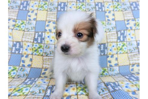 成約済の千葉県のパピヨン-82856の8枚目