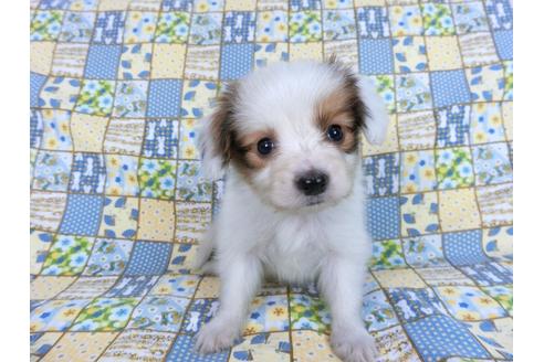 成約済の千葉県のパピヨン-82856の7枚目