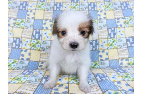 成約済の千葉県のパピヨン-82856の6枚目