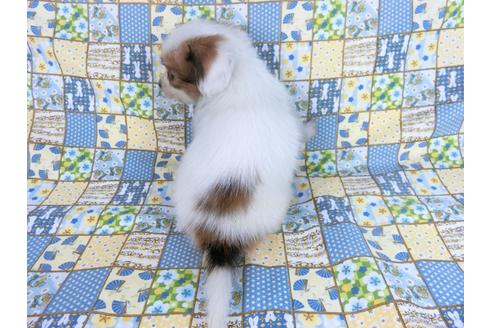 成約済の千葉県のパピヨン-82856の5枚目