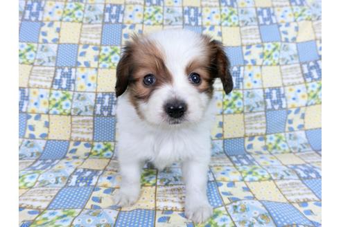 成約済の千葉県のパピヨン-82858の7枚目