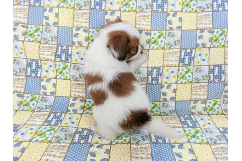 成約済の千葉県のパピヨン-82858の5枚目