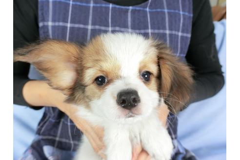 成約済の千葉県のパピヨン-82356の1枚目