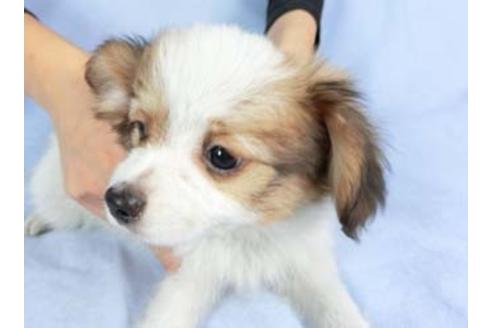 成約済の千葉県のパピヨン-82356の3枚目