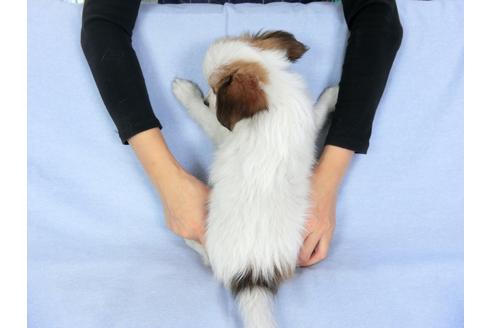 成約済の千葉県のパピヨン-82356の2枚目