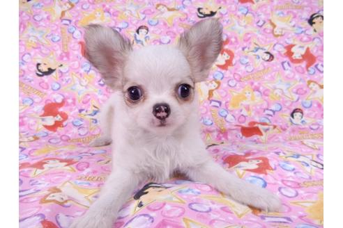 成約済の千葉県のチワワ(ロングコート)-83347