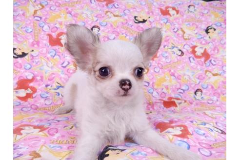 成約済の千葉県のチワワ(ロングコート)-83347の5枚目