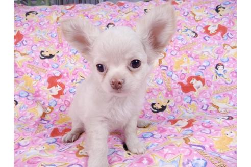 成約済の千葉県のチワワ(ロングコート)-83348