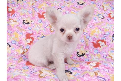 成約済の千葉県のチワワ(ロングコート)-83348の5枚目