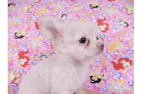 成約済の千葉県のチワワ(ロングコート)-83348の4枚目