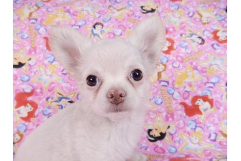 成約済の千葉県のチワワ(ロングコート)-83348の3枚目