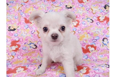 成約済の千葉県のチワワ(ロングコート)-83349