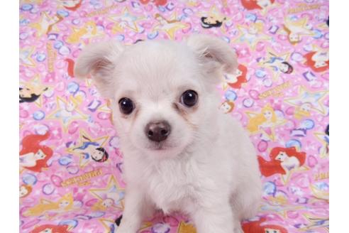 成約済の千葉県のチワワ(ロングコート)-83349の5枚目