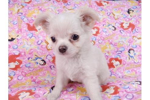 成約済の千葉県のチワワ(ロングコート)-83349の4枚目