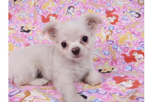 成約済の千葉県のチワワ(ロングコート)-83349の3枚目