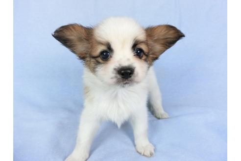 成約済の千葉県のパピヨン-83351の8枚目