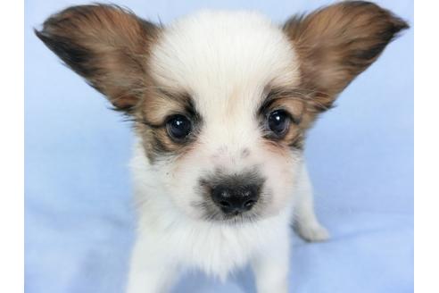 成約済の千葉県のパピヨン-83351の7枚目