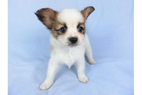 成約済の千葉県のパピヨン-83351の6枚目