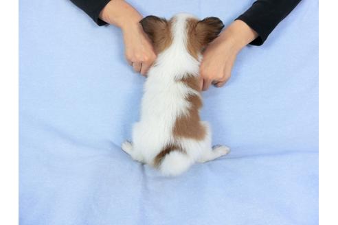 成約済の千葉県のパピヨン-83351の5枚目