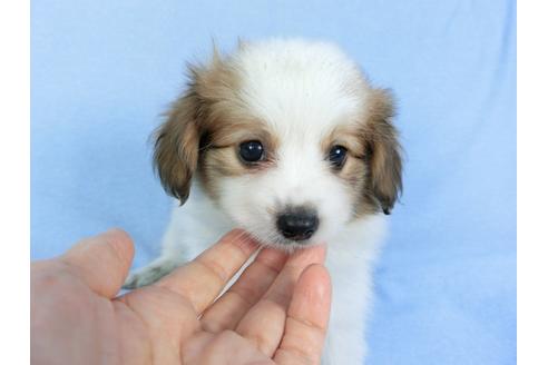 成約済の千葉県のパピヨン-83355の12枚目