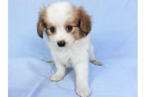 成約済の千葉県のパピヨン-83355の11枚目