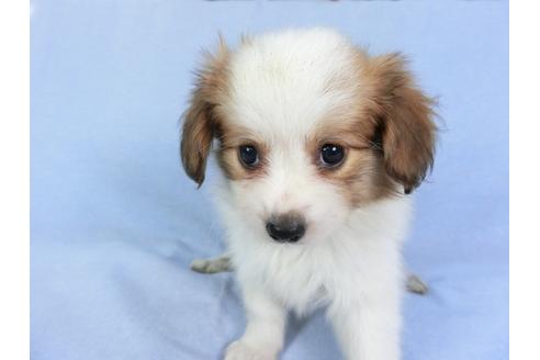 成約済の千葉県のパピヨン-83355の10枚目