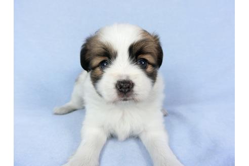 成約済の千葉県のパピヨン-83358の8枚目