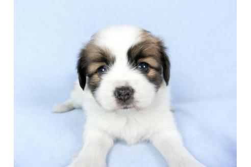 成約済の千葉県のパピヨン-83358の7枚目