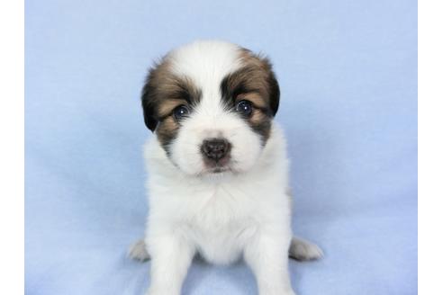 成約済の千葉県のパピヨン-83358の6枚目