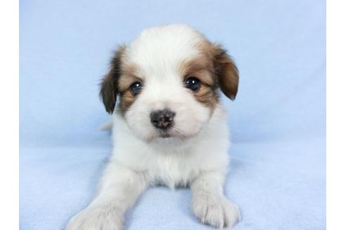 成約済の千葉県のパピヨン-83360の8枚目