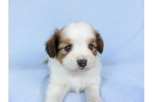 成約済の千葉県のパピヨン-83360の7枚目