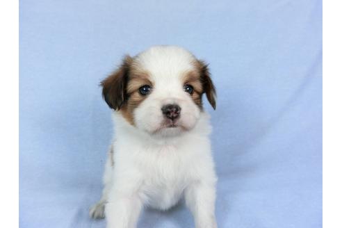 成約済の千葉県のパピヨン-83360の6枚目