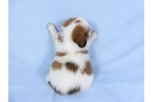 成約済の千葉県のパピヨン-83360の5枚目