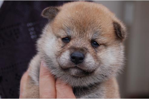 成約済の埼玉県の柴犬-83399の1枚目