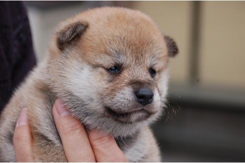 成約済の埼玉県の柴犬-83399の4枚目