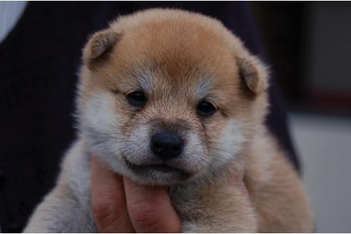 成約済の埼玉県の柴犬-83399の3枚目