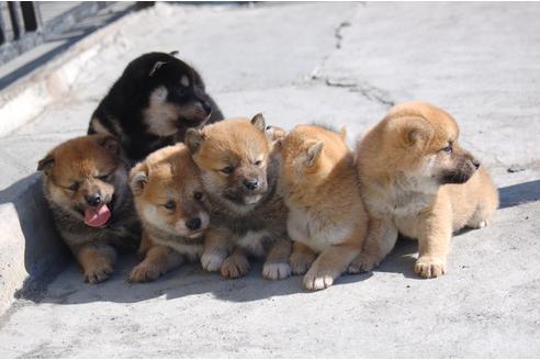 成約済の埼玉県の柴犬-83399の2枚目