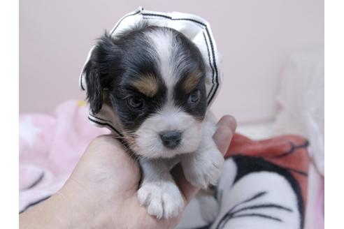 成約済の埼玉県のキャバリアキングチャールズスパニエル-82734の10枚目