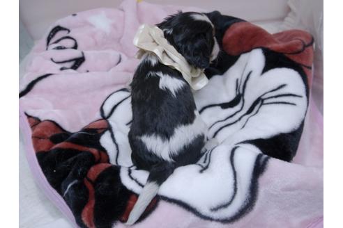 成約済の埼玉県のキャバリアキングチャールズスパニエル-82733の14枚目