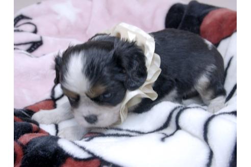 成約済の埼玉県のキャバリアキングチャールズスパニエル-82733の12枚目