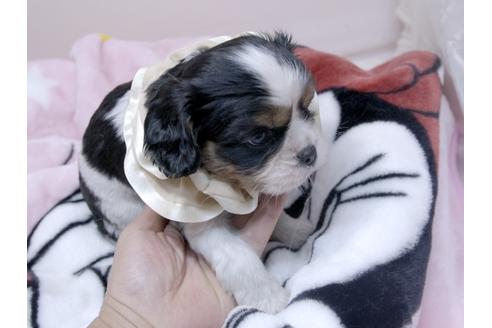 成約済の埼玉県のキャバリアキングチャールズスパニエル-82733の11枚目