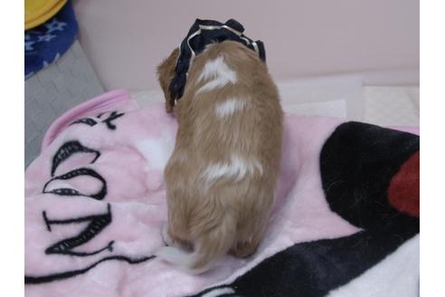 成約済の埼玉県のキャバリアキングチャールズスパニエル-82732の14枚目