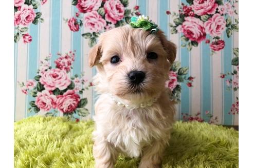 成約済の秋田県のマルプー:マルチーズ×トイプードル-80866