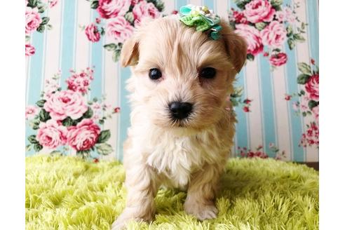 成約済の秋田県のマルプー:マルチーズ×トイプードル-80866の3枚目